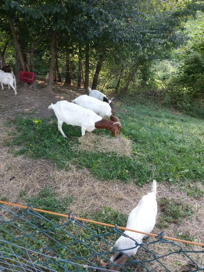 Sostanj Velenje Ravne Sobe Rooms Vrtacnik D O O Екстериор снимка